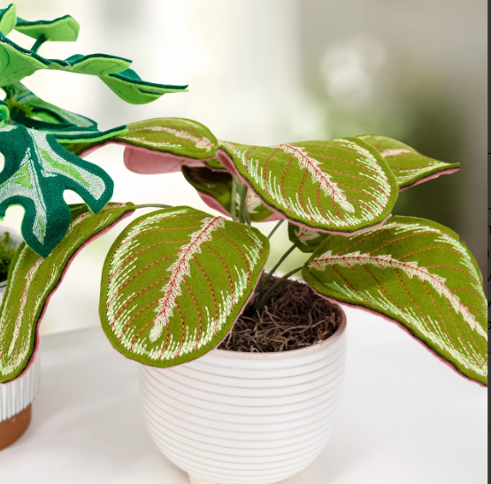 Hoop it Up - Houseplant - October 2026